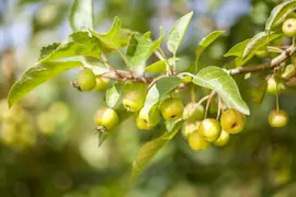 Malus domestica 'Delcorf' (Appel) fruitplant 160cm - afbeelding 6