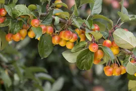 Malus domestica 'Delcorf' (Appel) fruitplant 160cm - afbeelding 7