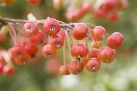 Malus domestica 'Delcorf' (Appel) fruitplant 160cm - afbeelding 10