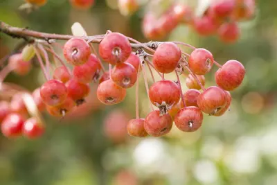 Malus domestica 'Delcorf' (Appel) fruitplant 160cm - afbeelding 11