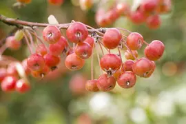 Malus domestica 'Delcorf' (Appel) fruitplant 160cm - afbeelding 11