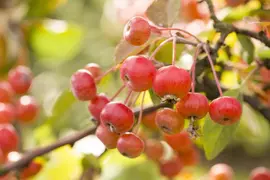 Malus domestica 'Delcorf' (Appel) fruitplant 160cm - afbeelding 13