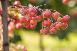 Malus domestica 'Delcorf' (Appel) fruitplant 160cm - afbeelding 14