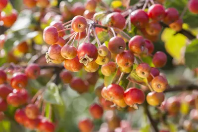 Malus domestica 'Delcorf' (Appel) fruitplant 160cm - afbeelding 15