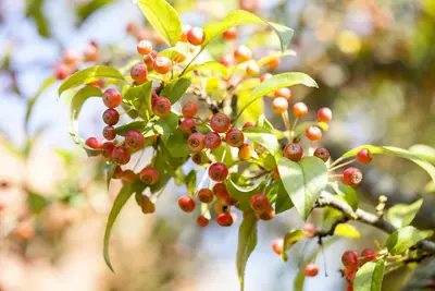 Malus domestica 'Delcorf' (Appel) fruitplant 160cm - afbeelding 24