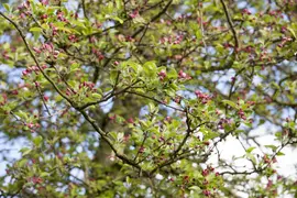 Malus domestica 'Delcorf' (Appel) fruitplant 160cm - afbeelding 25