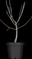 Malus domestica 'Delcorf' (Appel) fruitplant 160cm - afbeelding 4