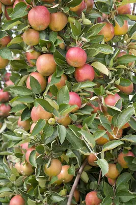 Malus domestica 'Delcorf' (Appel) fruitplant 160cm - afbeelding 16
