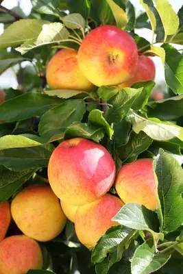Malus domestica 'Delcorf' (Appel) fruitplant 160cm - afbeelding 18