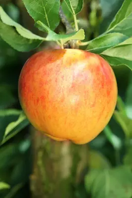 Malus domestica 'Delcorf' (Appel) fruitplant 160cm - afbeelding 21