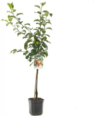 Malus domestica 'Delcorf' (Appel) fruitplant 160cm - afbeelding 2