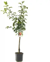 Malus domestica 'Delcorf' (Appel) fruitplant 160cm - afbeelding 2
