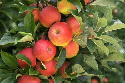 Malus domestica 'Elstar' (Appel) fruitplant 160cm - afbeelding 16