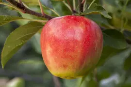 Malus domestica 'Elstar' (Appel) fruitplant 160cm - afbeelding 13