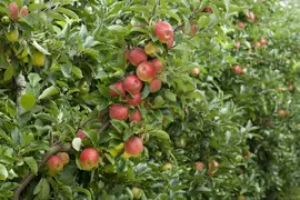 Malus domestica 'Elstar' (Appel) fruitplant 160cm - afbeelding 18