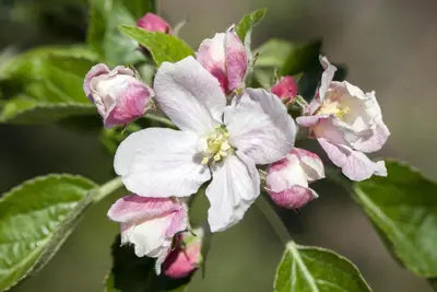 Malus domestica 'Elstar' (Appel) fruitplant 160cm - afbeelding 19
