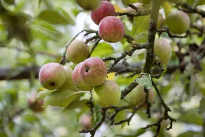 Malus domestica 'Elstar' (Appel) fruitplant 160cm - afbeelding 21