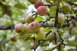 Malus domestica 'Elstar' (Appel) fruitplant 160cm - afbeelding 21