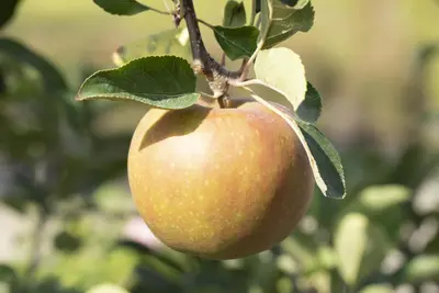 Malus domestica 'Elstar' (Appel) fruitplant 160cm - afbeelding 23