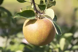 Malus domestica 'Elstar' (Appel) fruitplant 160cm - afbeelding 23