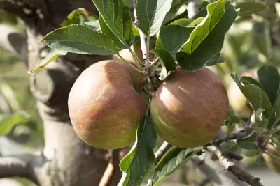 Malus domestica 'Elstar' (Appel) fruitplant 160cm - afbeelding 24