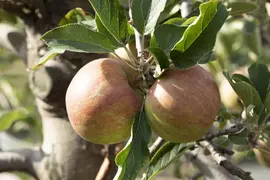 Malus domestica 'Elstar' (Appel) fruitplant 160cm - afbeelding 24