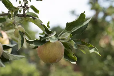 Malus domestica 'Elstar' (Appel) fruitplant 160cm - afbeelding 25