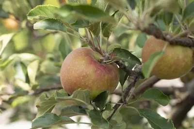 Malus domestica 'Elstar' (Appel) fruitplant 160cm - afbeelding 26