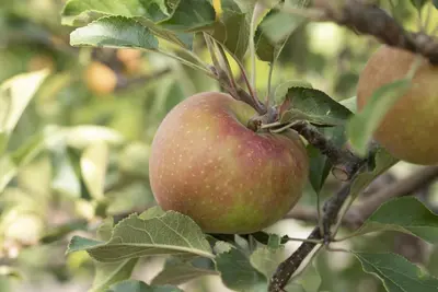 Malus domestica 'Elstar' (Appel) fruitplant 160cm - afbeelding 27