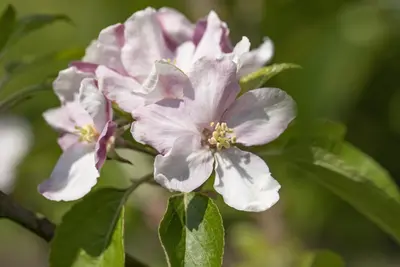 Malus domestica 'Elstar' (Appel) fruitplant 160cm - afbeelding 28
