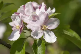Malus domestica 'Elstar' (Appel) fruitplant 160cm - afbeelding 28