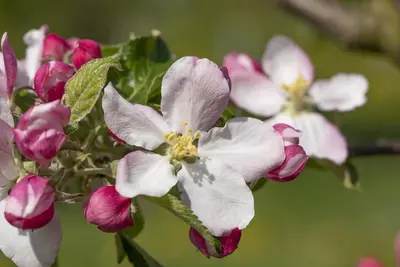 Malus domestica 'Elstar' (Appel) fruitplant 160cm - afbeelding 29