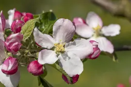 Malus domestica 'Elstar' (Appel) fruitplant 160cm - afbeelding 29
