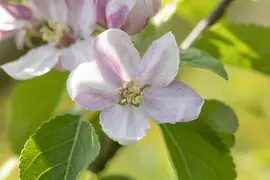 Malus domestica 'Elstar' (Appel) fruitplant 160cm - afbeelding 30