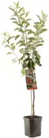 Malus domestica 'Elstar' (Appel) fruitplant 160cm - afbeelding 2