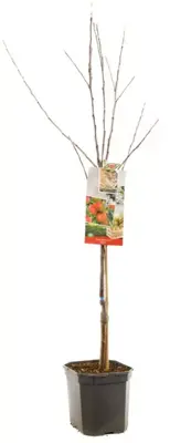 Malus domestica 'Elstar' (Appel) fruitplant 160cm - afbeelding 3