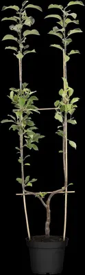 Malus domestica 'Elstar' (Appel) fruitplant 160cm - afbeelding 22