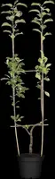 Malus domestica 'Elstar' (Appel) fruitplant 160cm - afbeelding 22
