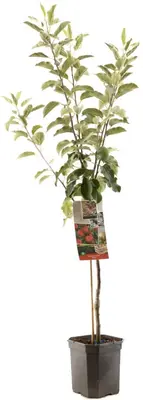 Malus domestica 'Elstar' (Appel) fruitplant 160cm - afbeelding 2