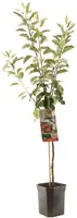 Malus domestica 'Elstar' (Appel) fruitplant 160cm - afbeelding 2