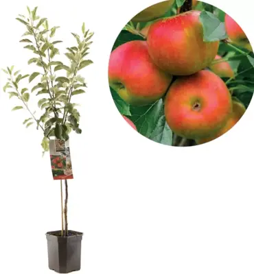 Malus domestica 'Elstar' (Appel) fruitplant 160cm - afbeelding 1