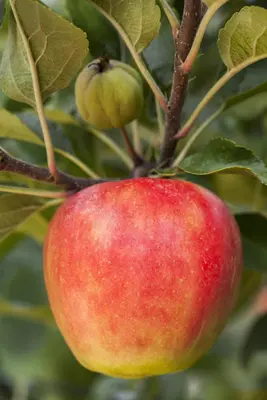 Malus domestica 'Elstar' (Appel) fruitplant 160cm - afbeelding 14