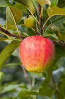 Malus domestica 'Elstar' (Appel) fruitplant 160cm - afbeelding 15
