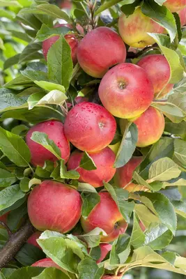 Malus domestica 'Elstar' (Appel) fruitplant 160cm - afbeelding 17