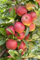 Malus domestica 'Elstar' (Appel) fruitplant 160cm - afbeelding 17