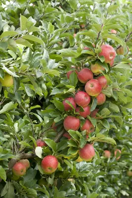 Malus domestica 'Elstar' (Appel) fruitplant 160cm - afbeelding 20