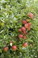Malus domestica 'Elstar' (Appel) fruitplant 160cm - afbeelding 20