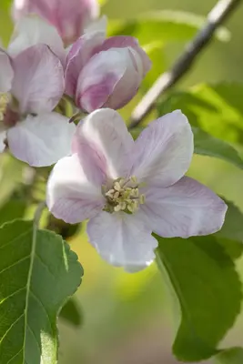 Malus domestica 'Elstar' (Appel) fruitplant 160cm - afbeelding 31