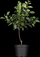 Malus domestica 'Elstar' (Appel) fruitplant 160cm - afbeelding 6