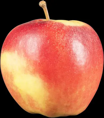 Malus domestica 'Elstar' (Appel) fruitplant 160cm - afbeelding 7